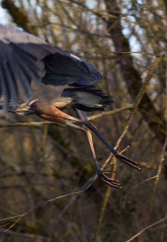 Great Blue Heron Taking Flight